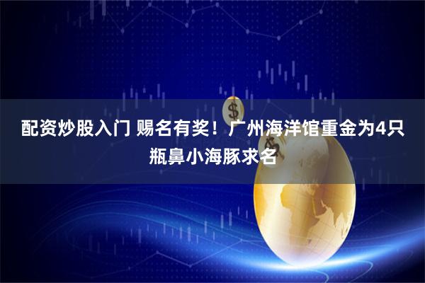 配资炒股入门 赐名有奖!广州海洋馆重金为4只瓶鼻小海豚求名